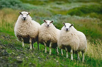 三只羊